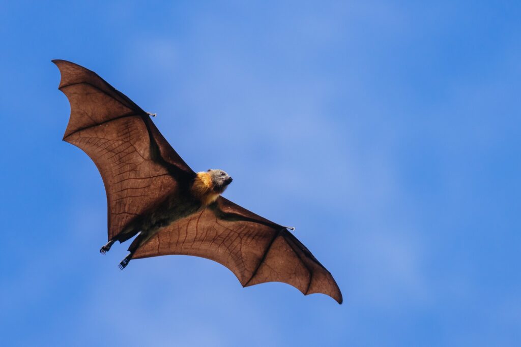 Murciélago Zorro. Foto por Envato.