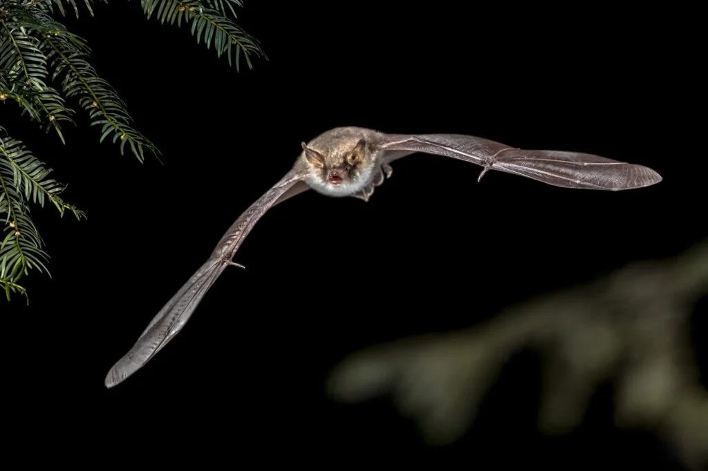 ANIMALES MAMÍFEROS » Un mundo de posibilidades Murciélago en España. Foto por Envato.