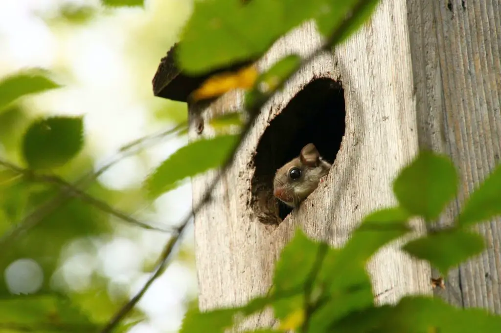 ARDILLA » Sus características, hábitos y cuidados Flying squirrel peeking out of a wood duck house with green leaves in the foreground.