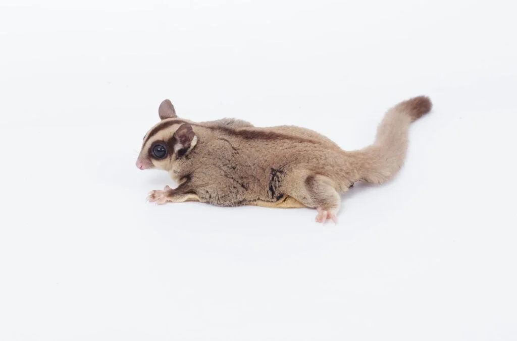 ANIMALES AÉREOS » Haz que tu conocimiento vuele con ellos Flying sugar glider on white background.
