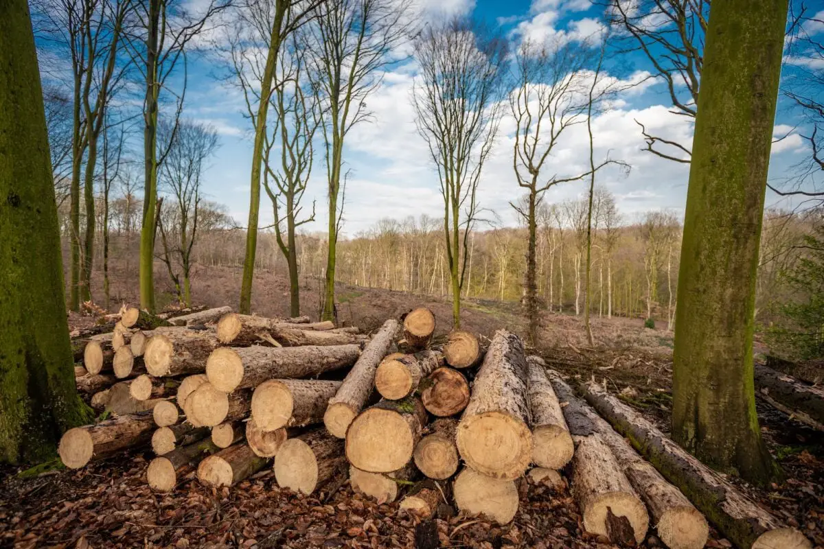 deforestación Forest deforestation tree concept, logging. Pile of firewood in nude deciduous forest