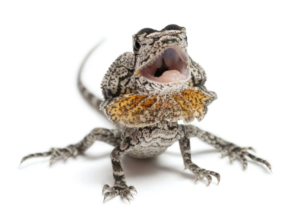 ANIMALES EXÓTICOS » Especies para conocer y admirar Frill-necked lizard also known as the frilled lizard, Chlamydosaurus kingii