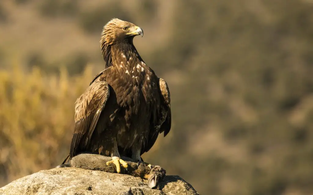 TAXONOMÍA DE LAS ÁGUILAS » Descripción completa Furious wild eagle with a rabbit