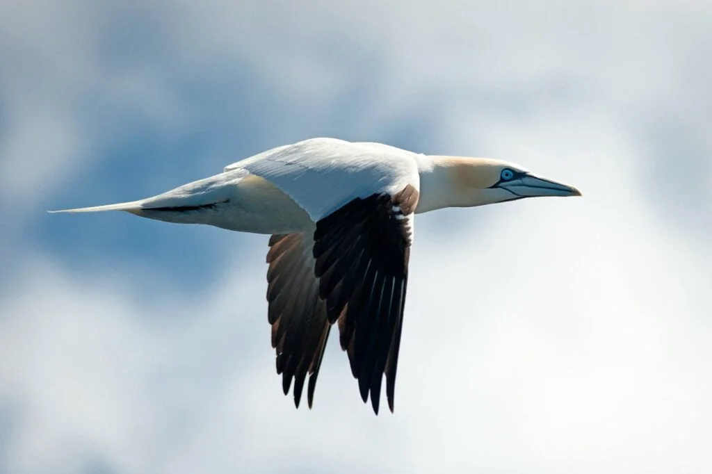 ANIMALES AÉREOS » Haz que tu conocimiento vuele con ellos Gannet bird flying in air