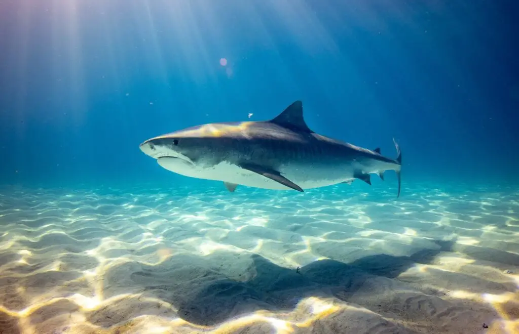 ATAQUES DE TIBURONES » Estadísticas, Cómo evitarlos Ataques de Tiburones
