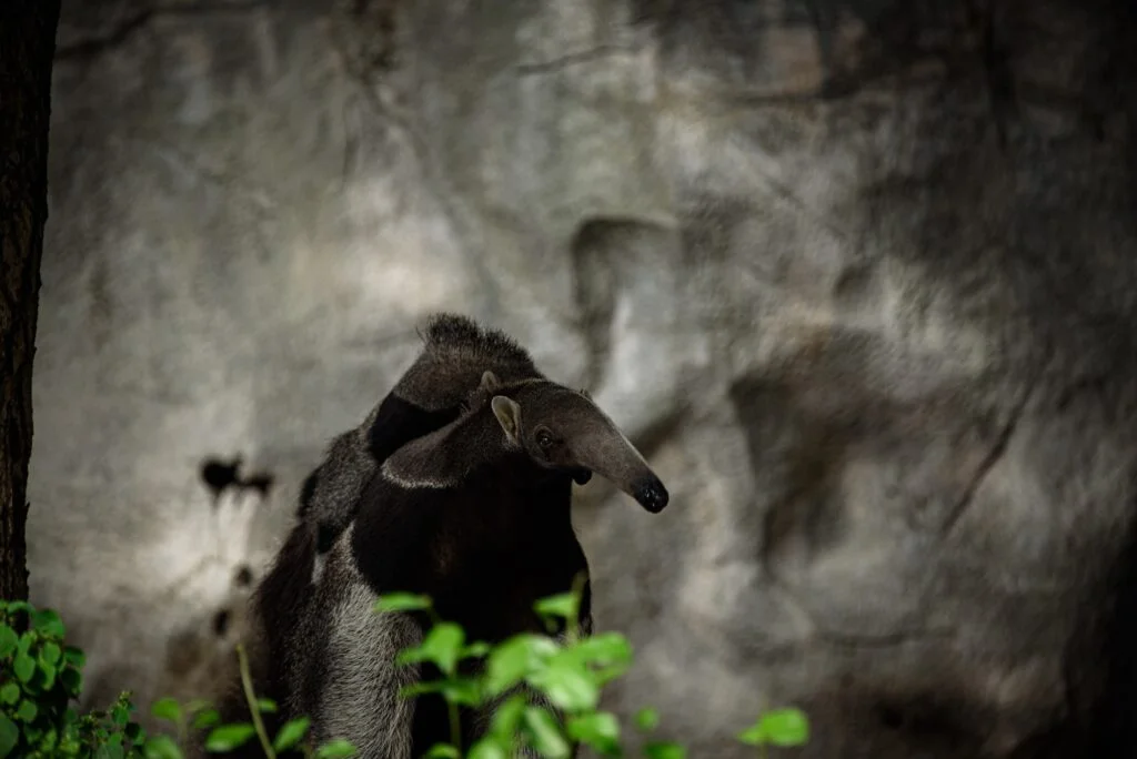 ANIMALES DE LA SELVA » Descubre un poco más acerca de ellos Giant anteater. Latin name - Myrmecophaga tridactyla