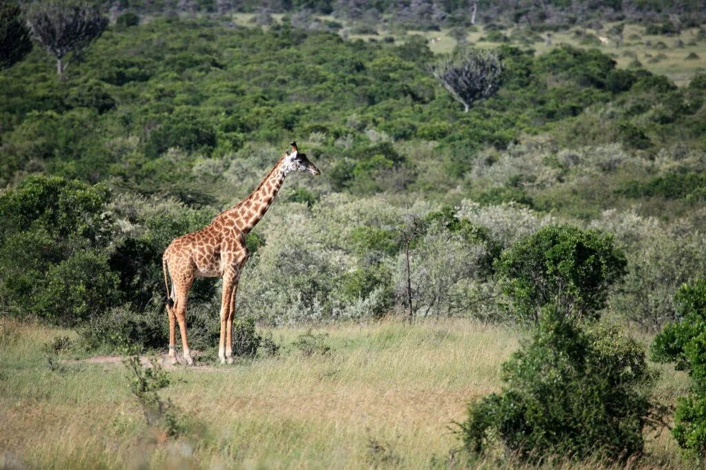 JIRAFA MASAI » Características, Hábitat, Alimentos y Reproducción Jirafa Masai. Foto por Envato