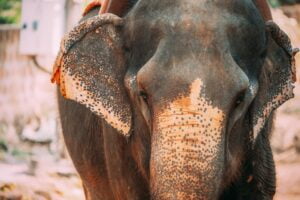 Goa, India. Close View Of Elephant Cow