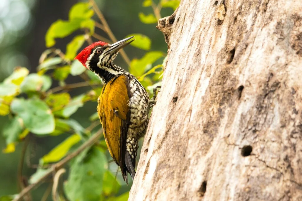 PÁJARO CARPINTERO » Características, Alimentación, Reproducción Pájaro Carpintero. Foto por Envato.
