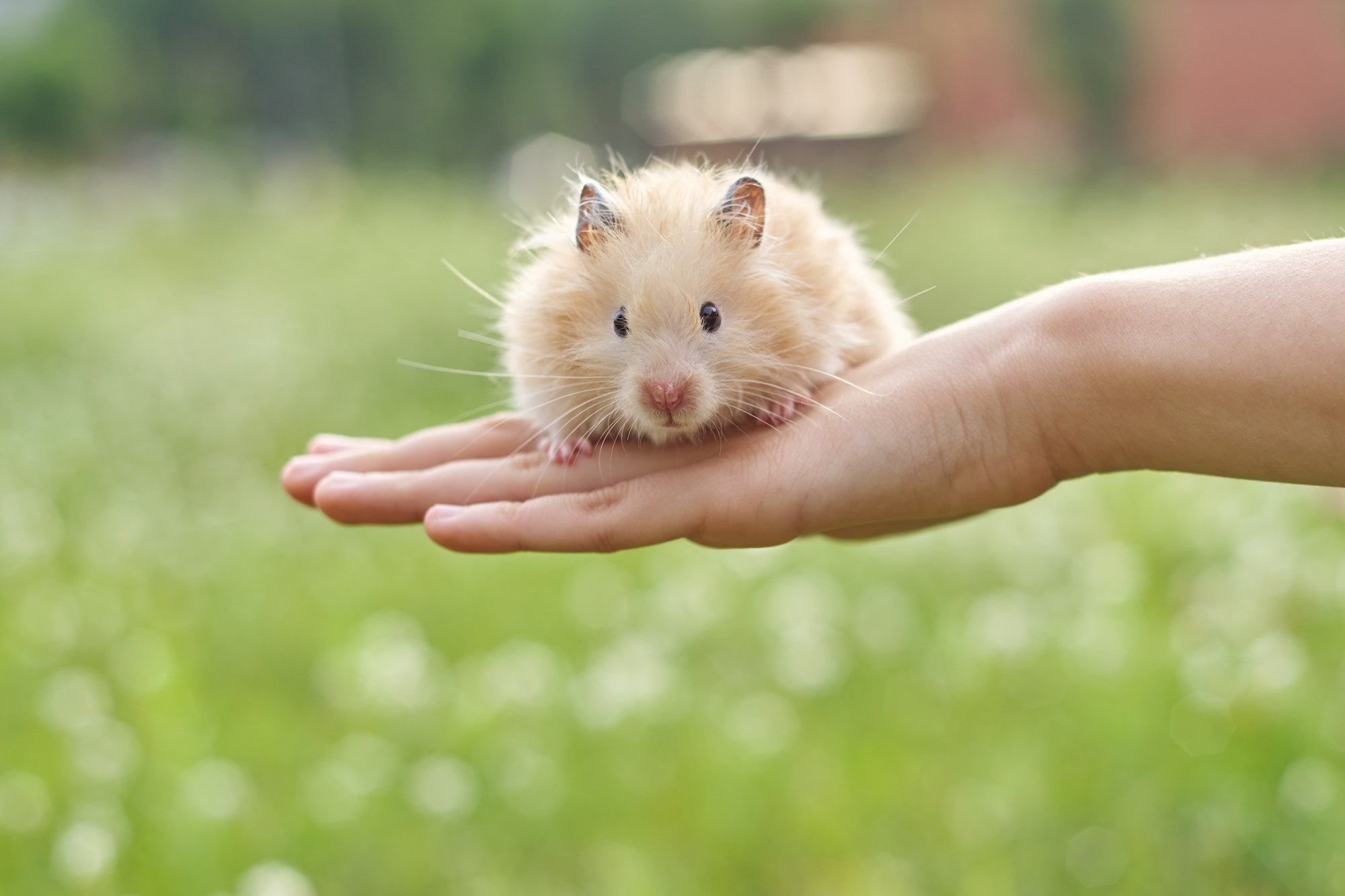 Golden fluffy Syrian hamster in hands of girl, green lawn background