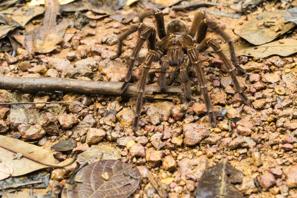 TARÁNTULA GOLIAT » Características, Hábitat, Veneno Tarántula Goliat. Foto por Envato.