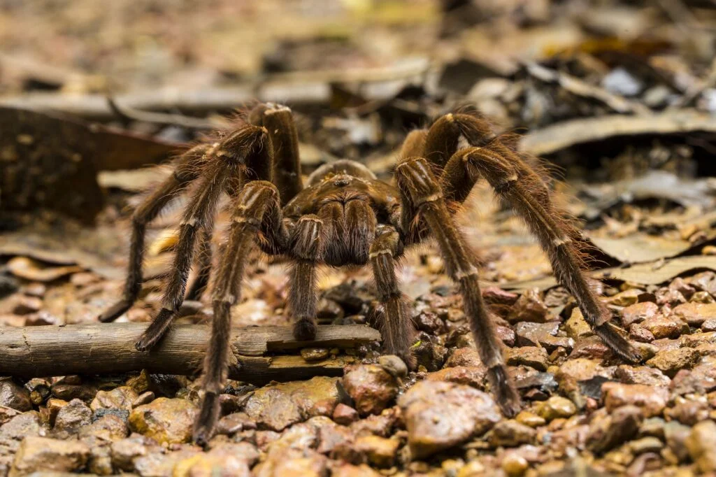 ARAÑAS MAS VENENOSAS » Características, Veneno Tarántula Goliat. Foto por Envato.