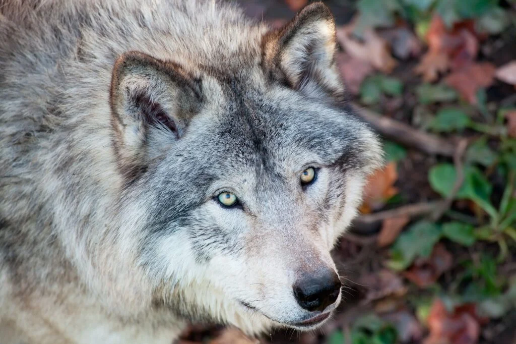 Animales en peligro de extinción: Causas, consecuencias y lista de animales en extinción Lobos. Foto por Envato.