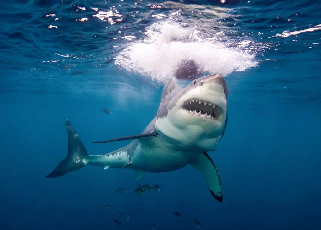 TIBURÓN BLANCO » Características, Alimentación, Amenazas Great White Shark