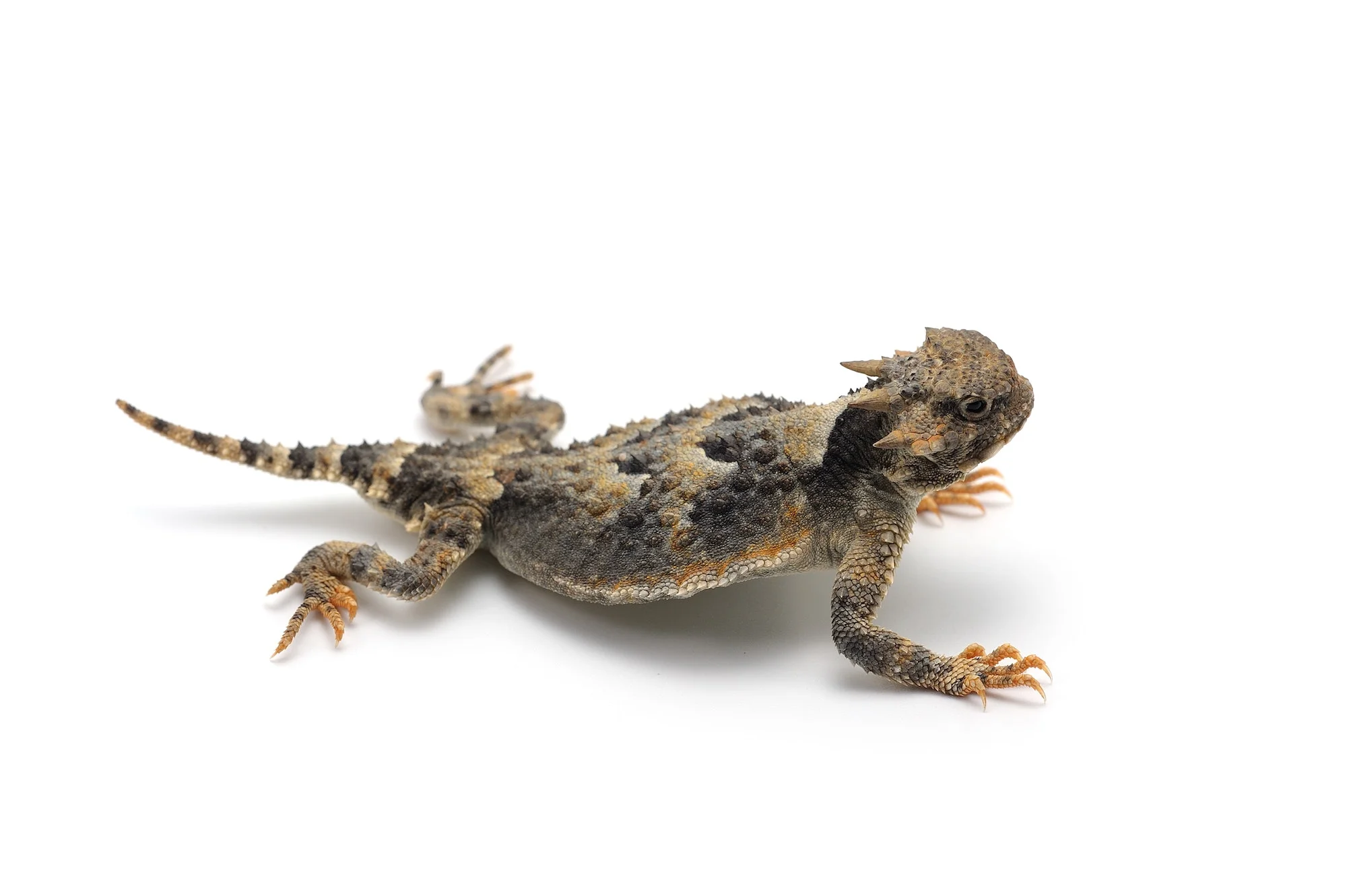 Greater Short-horned Lizard isolated on white background