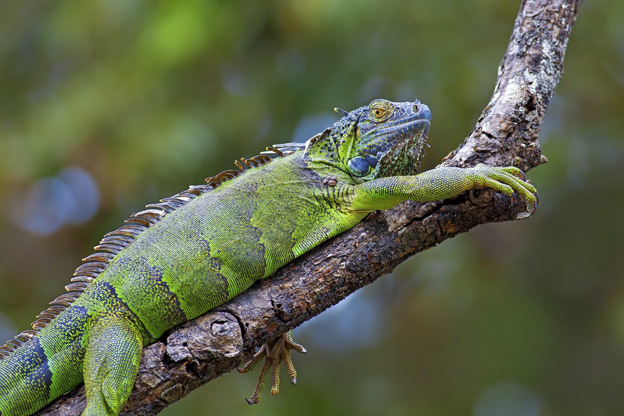 Iguana Verde. Foto por Envato.