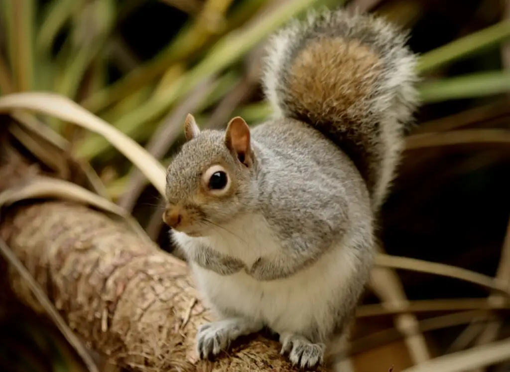 ARDILLA » Sus características, hábitos y cuidados Grey squirrel looking very cute
