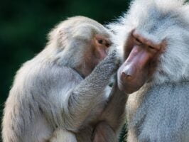 Grooming baboon monkeys