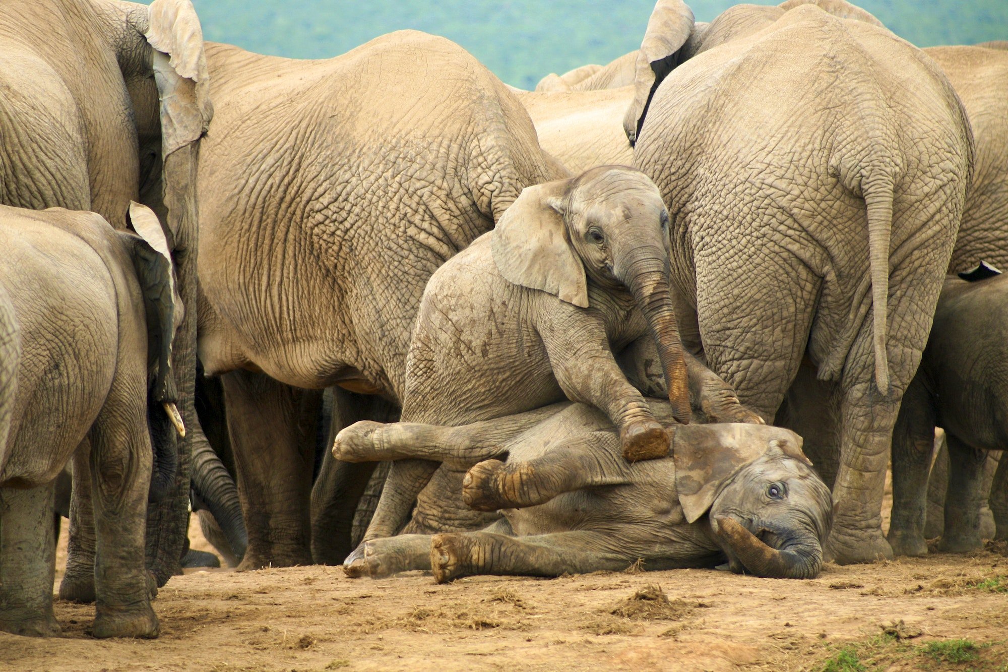 Elefantes. Foto por Envato.