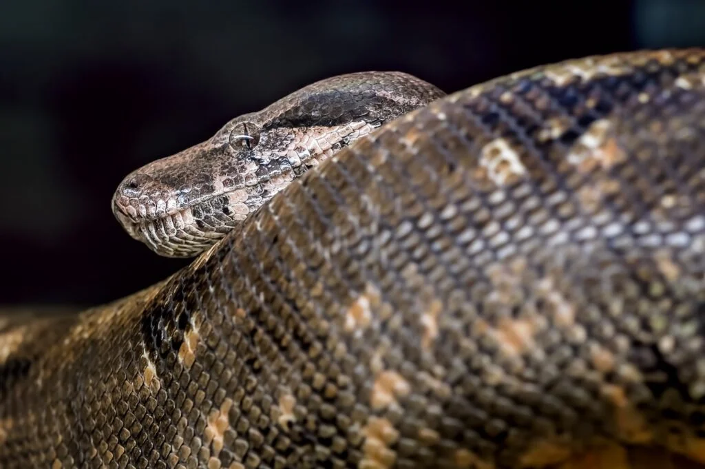 ANACONDA » Características, Hábitat, Alimentación Anaconda. Foto por Envato.