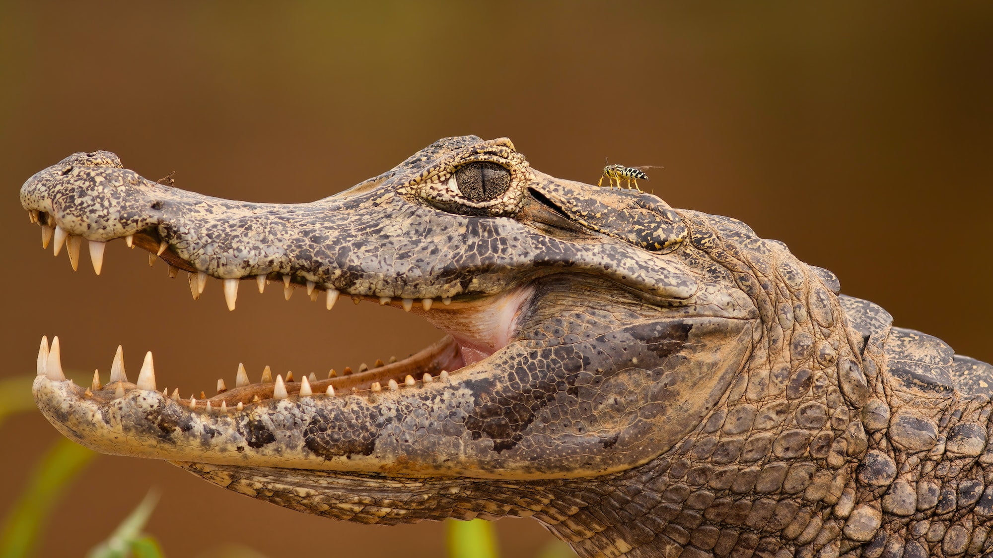 Head of yacare caiman with open mouth and visible teeth, Pantanal, Brasil