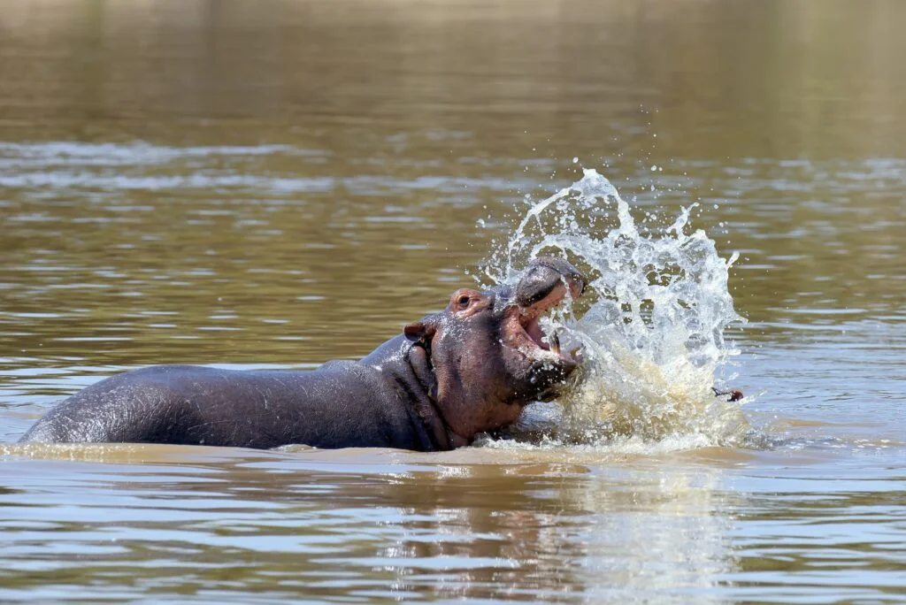 ANIMALES DE LA SELVA » Descubre un poco más acerca de ellos Hipopótamo. Foto por Envato