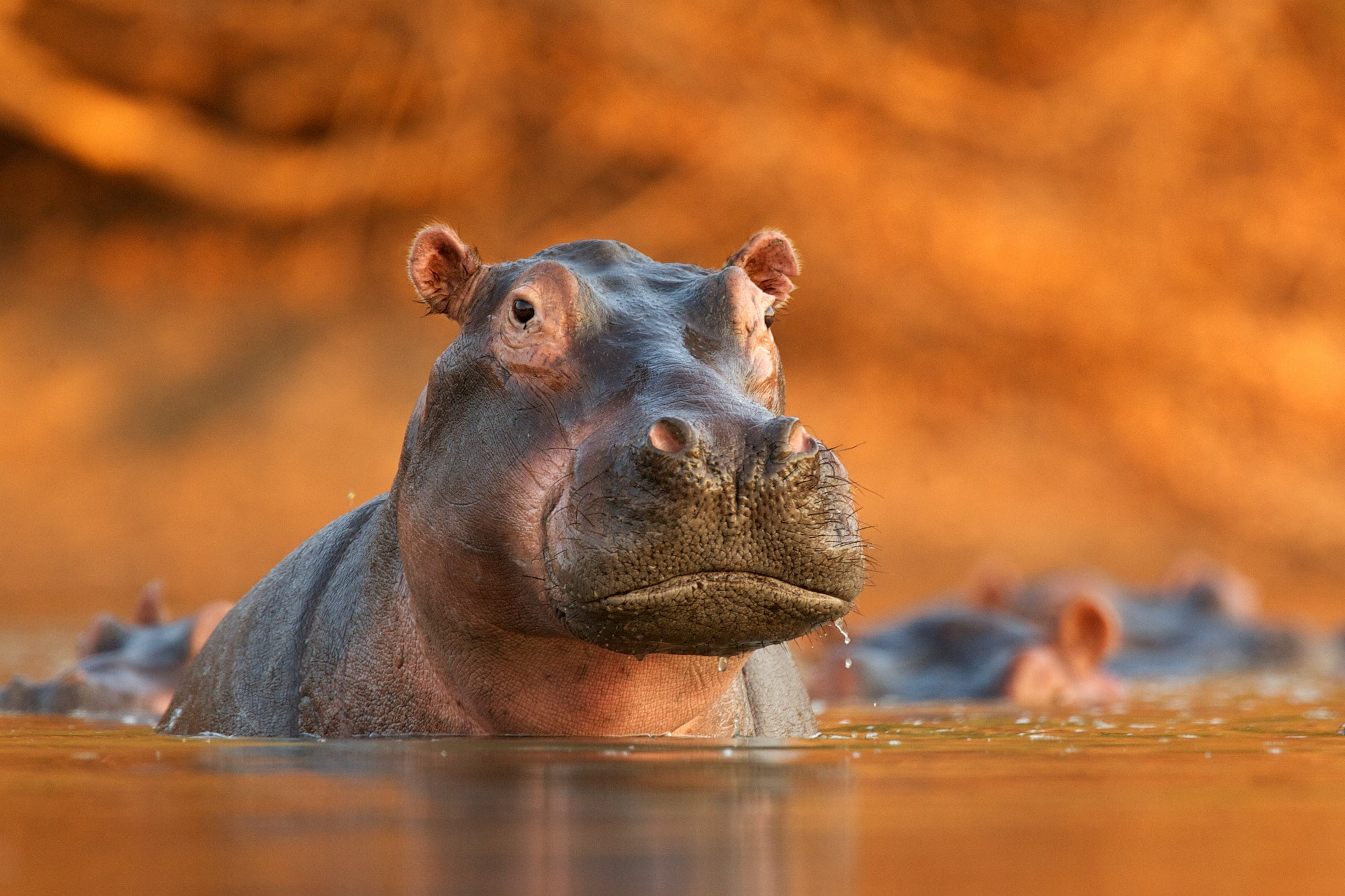 Hippopotamus (Hippopotamus amphibius) rising from lake