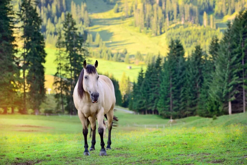 TAXONOMÍA DE LOS CABALLOS » Descripción completa Horse on the meadow in the mountains