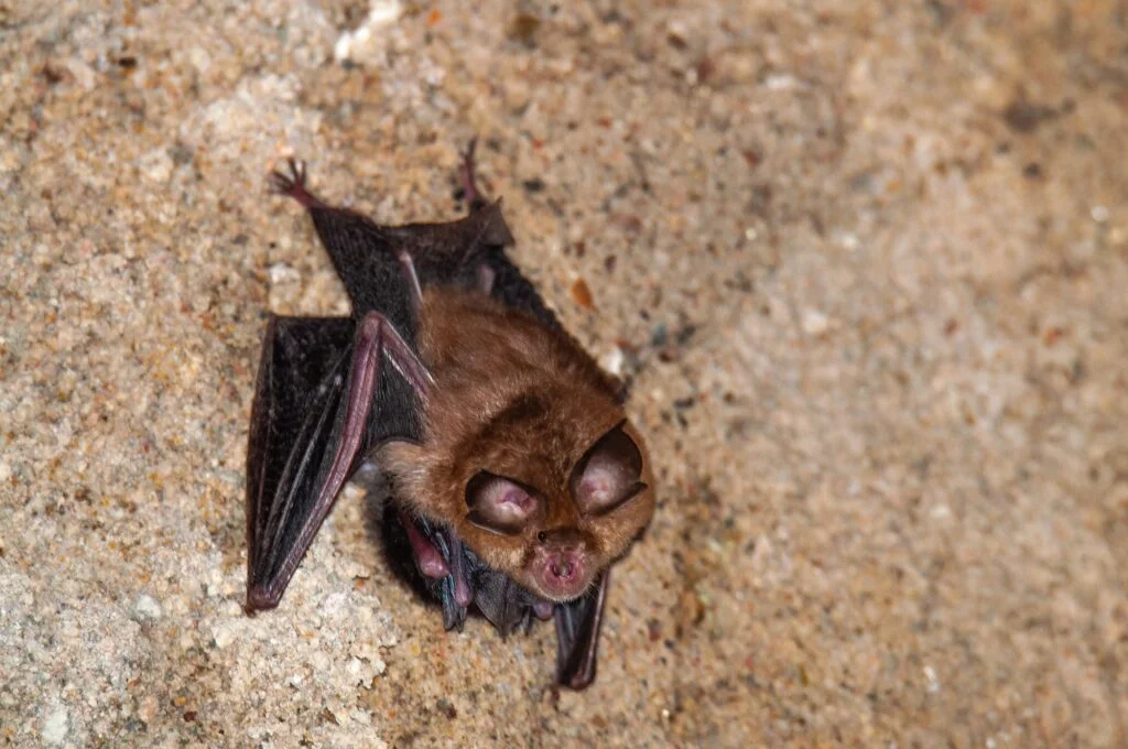 ANIMALES AÉREOS » Haz que tu conocimiento vuele con ellos Horseshoe bat, Murcielago de herradura with a baby