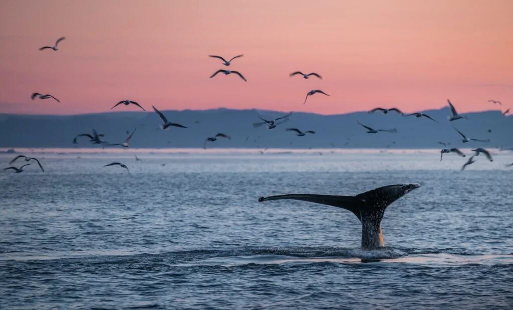 TAXONOMÍA DE LAS BALLENAS » Descripción completa Humpback whales in the beautiful sunset landscape