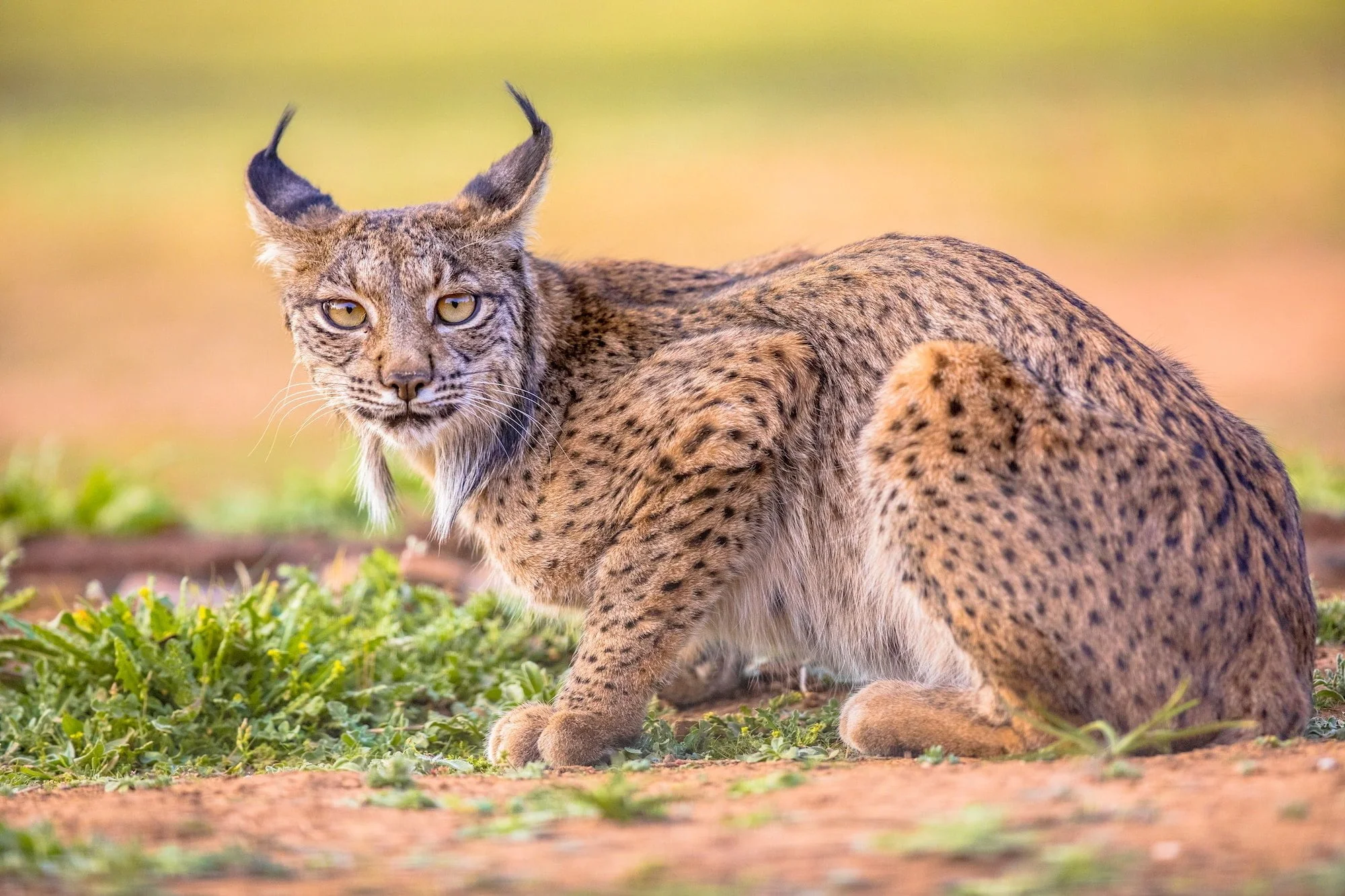 Iberian lynx on Bright Background