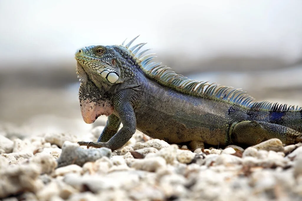 IGUANA » Características, Hábitat, Alimentos y Reproducción. Iguana. Foto por Envato.