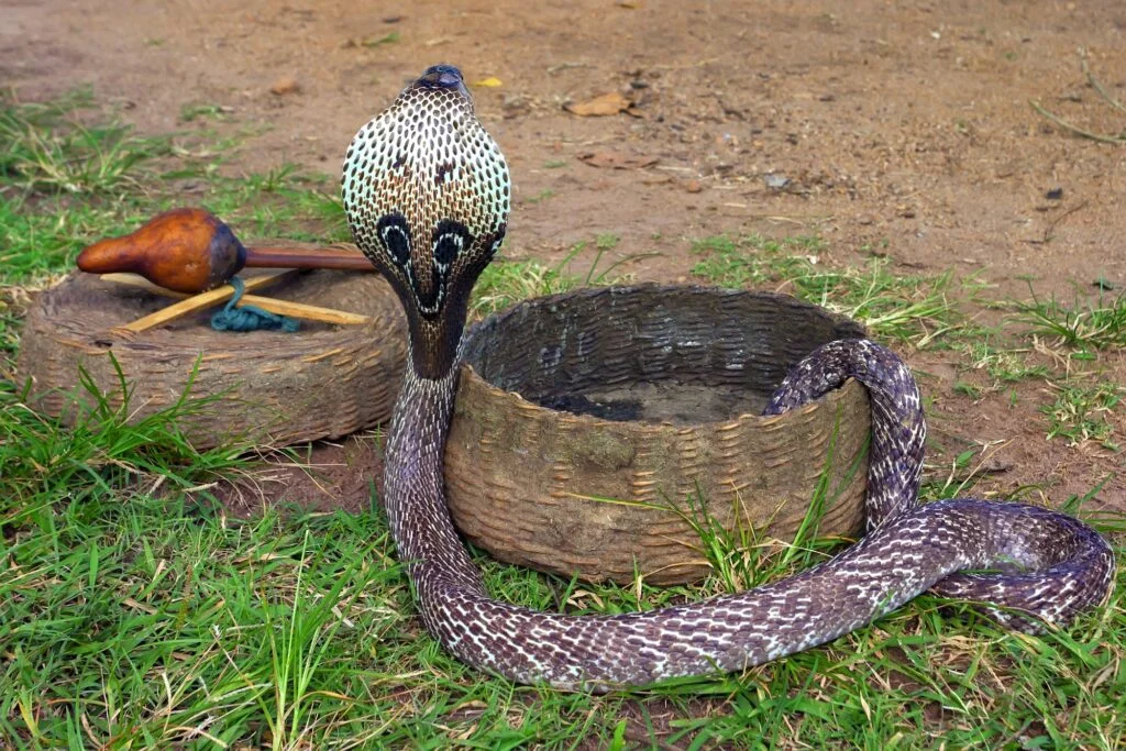 SERPIENTES MÁS VENENOSAS » Top 4 Indian cobra or Naja