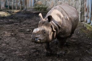 Indian rhinoceros in Zoo