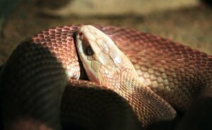 Taipán. Serpientes más venenosas. Foto por Envato.