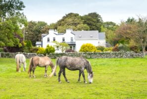Irish Horses Grazing