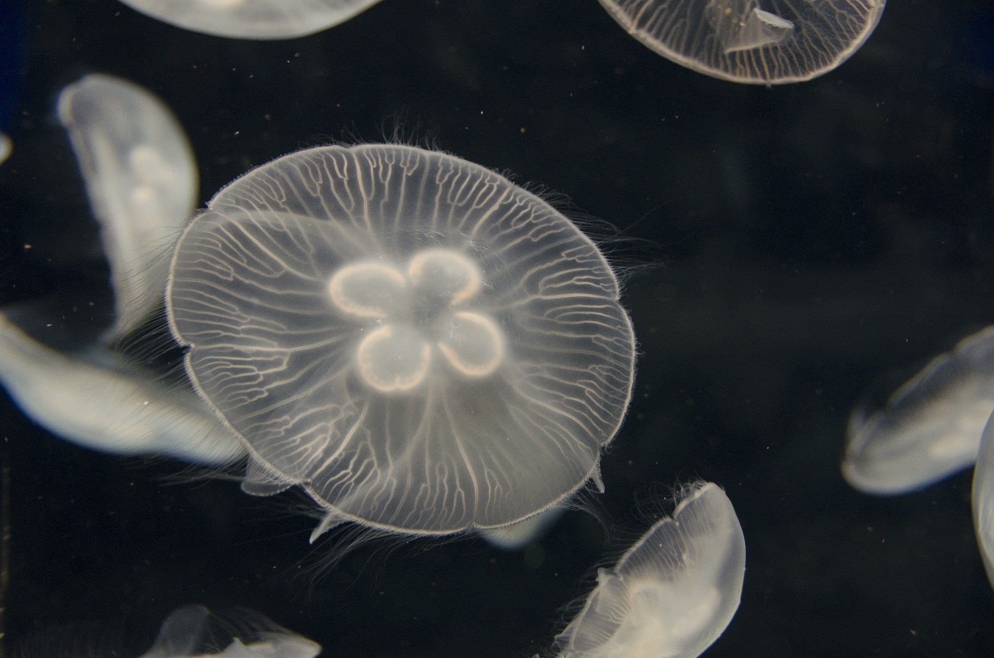 Jellyfish, Aurelia aurita, swimming