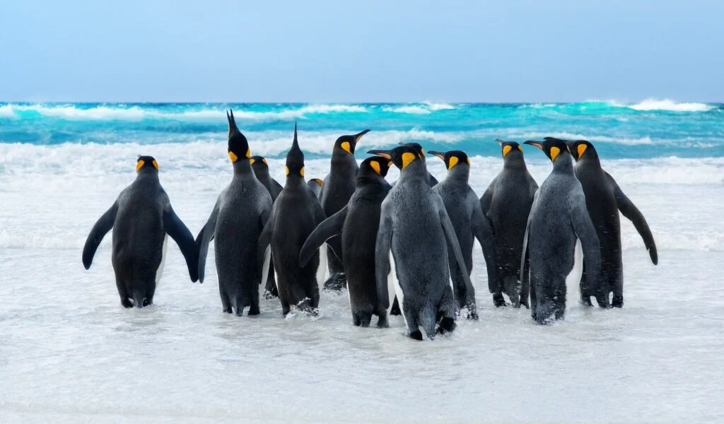 TAXONOMÍA DE LOS PINGÜINOS » Descripción King Penguins