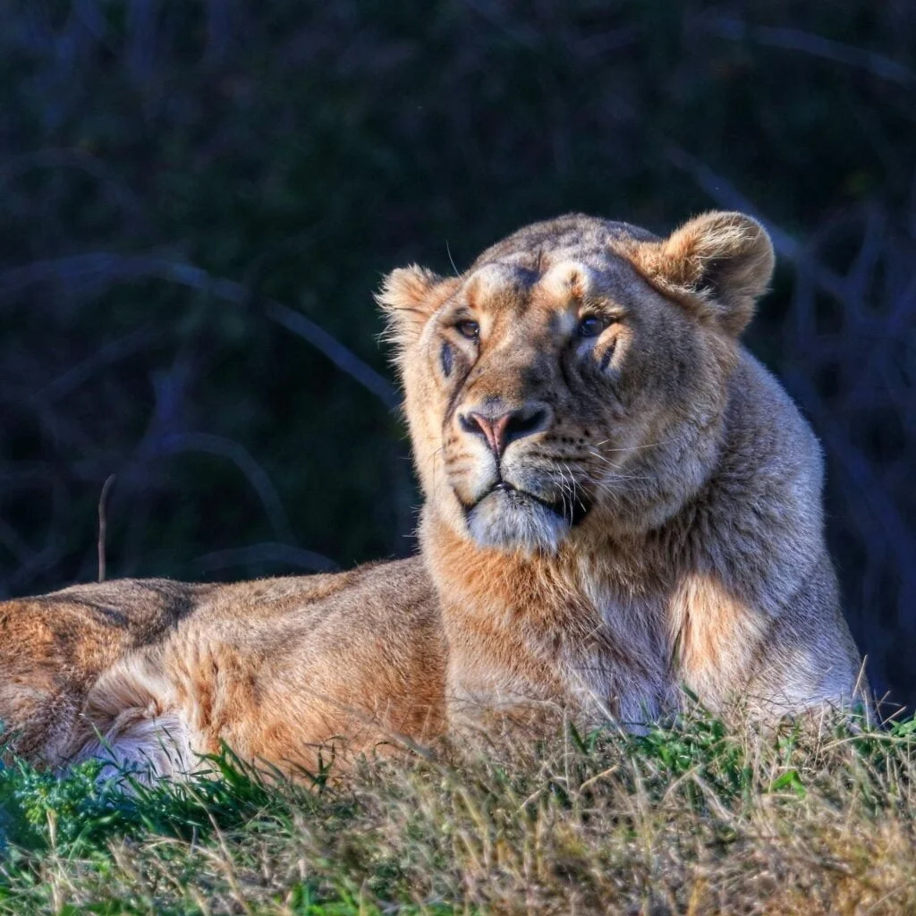 ANIMALES EXÓTICOS » Especies para conocer y admirar Large beautiful liger lying on grass