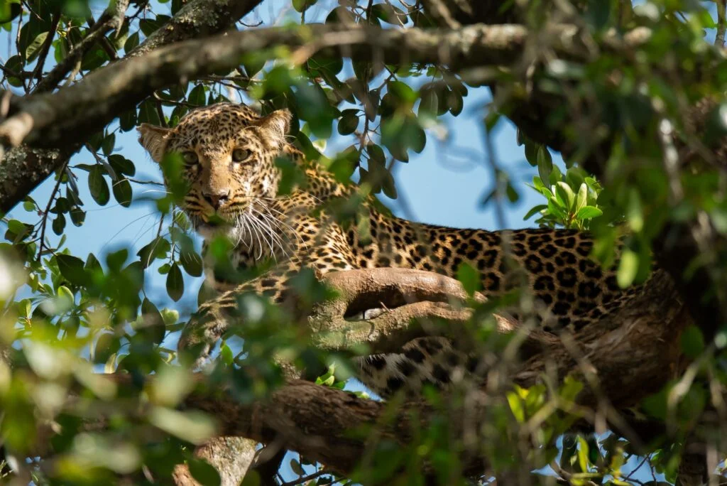 LEOPARDO» Características, Hábitat, Qué come, Tipos y Reproducción Leopardo. Foto por Envato