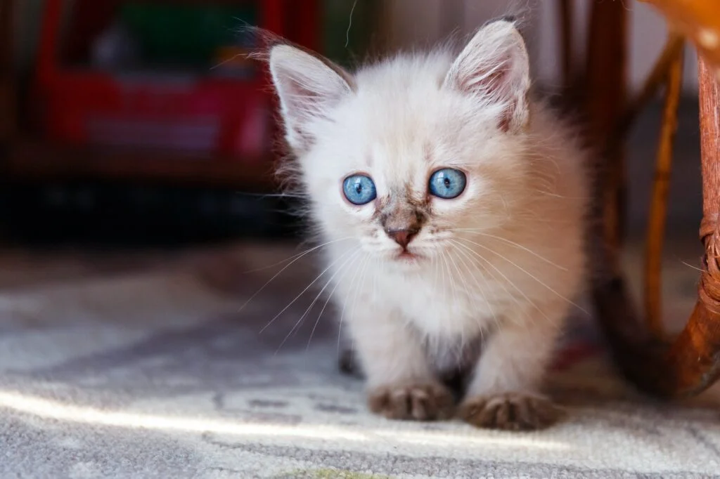 GATO TONKINÉS » Características, Hábitat, Alimento y reproducción. Little tonkinese kitten