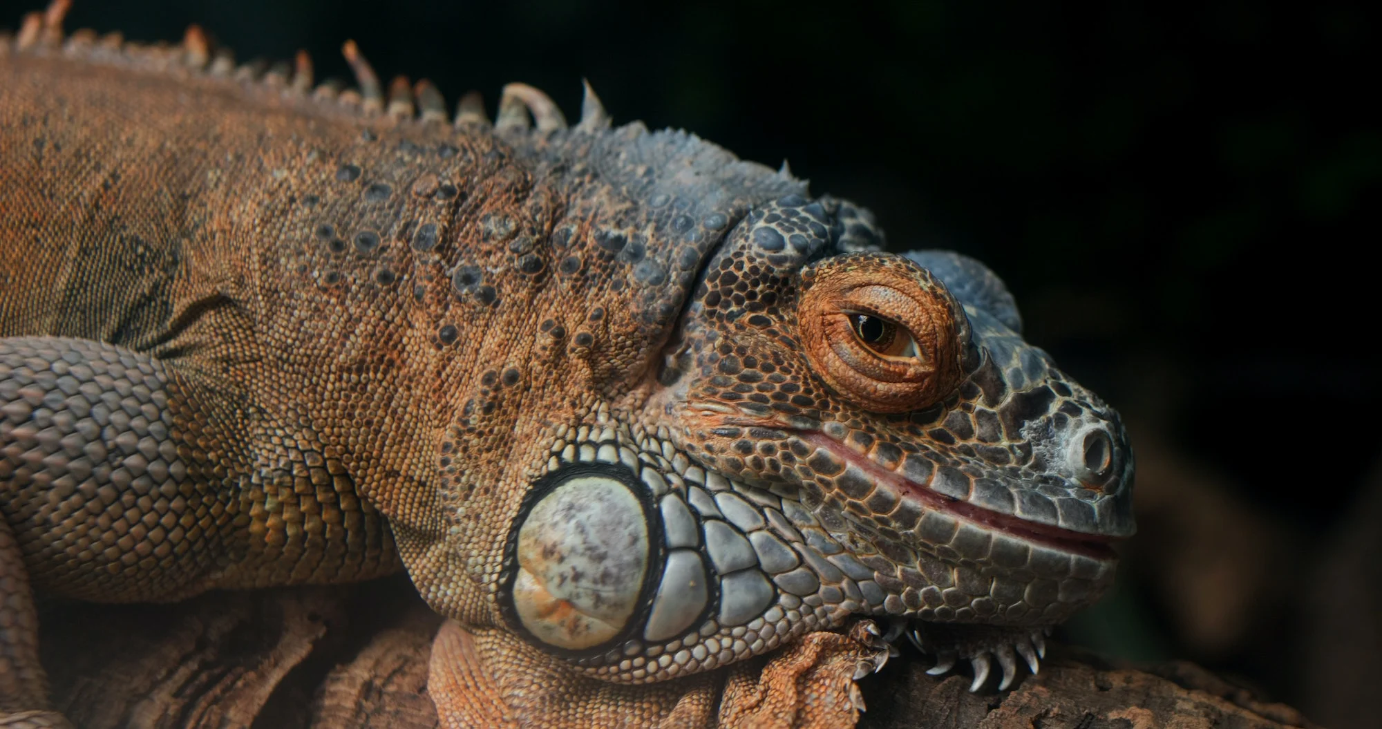 Lagarto. Foto por Envato.