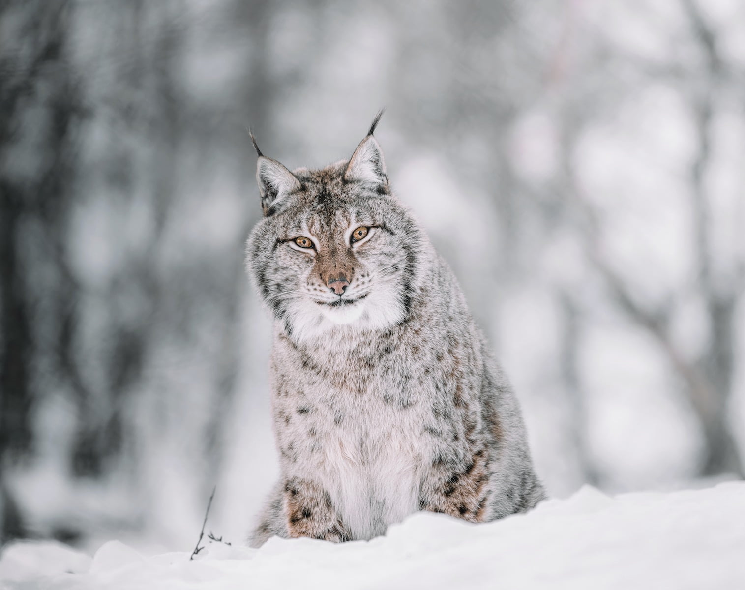 Lince canadiense