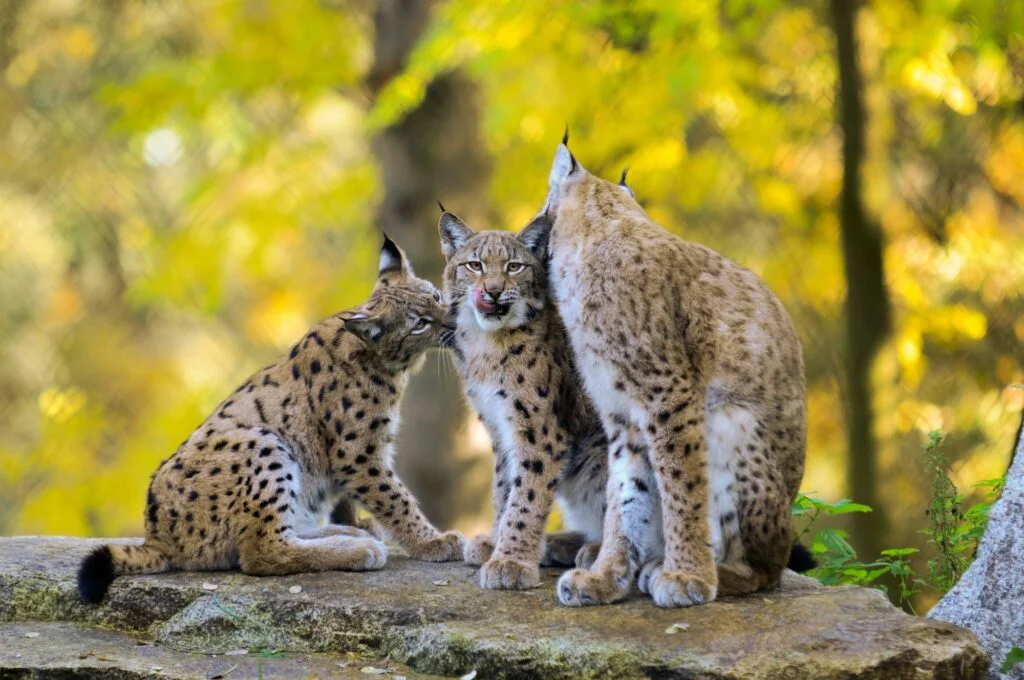 LINCE BOREAL » Características, Hábitat, Reproducción y Peligro de Extinción. Lince Boreal. Foto por Envato.