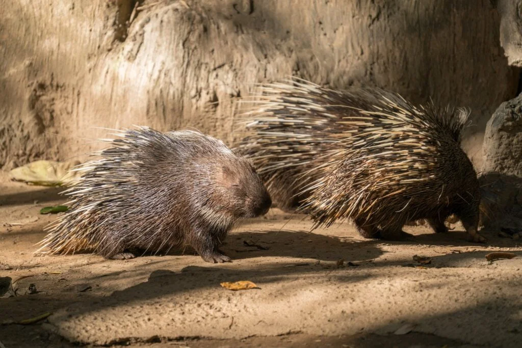 ANIMALES MAMÍFEROS » Un mundo de posibilidades malayan porcupine, himalayan porcupine
