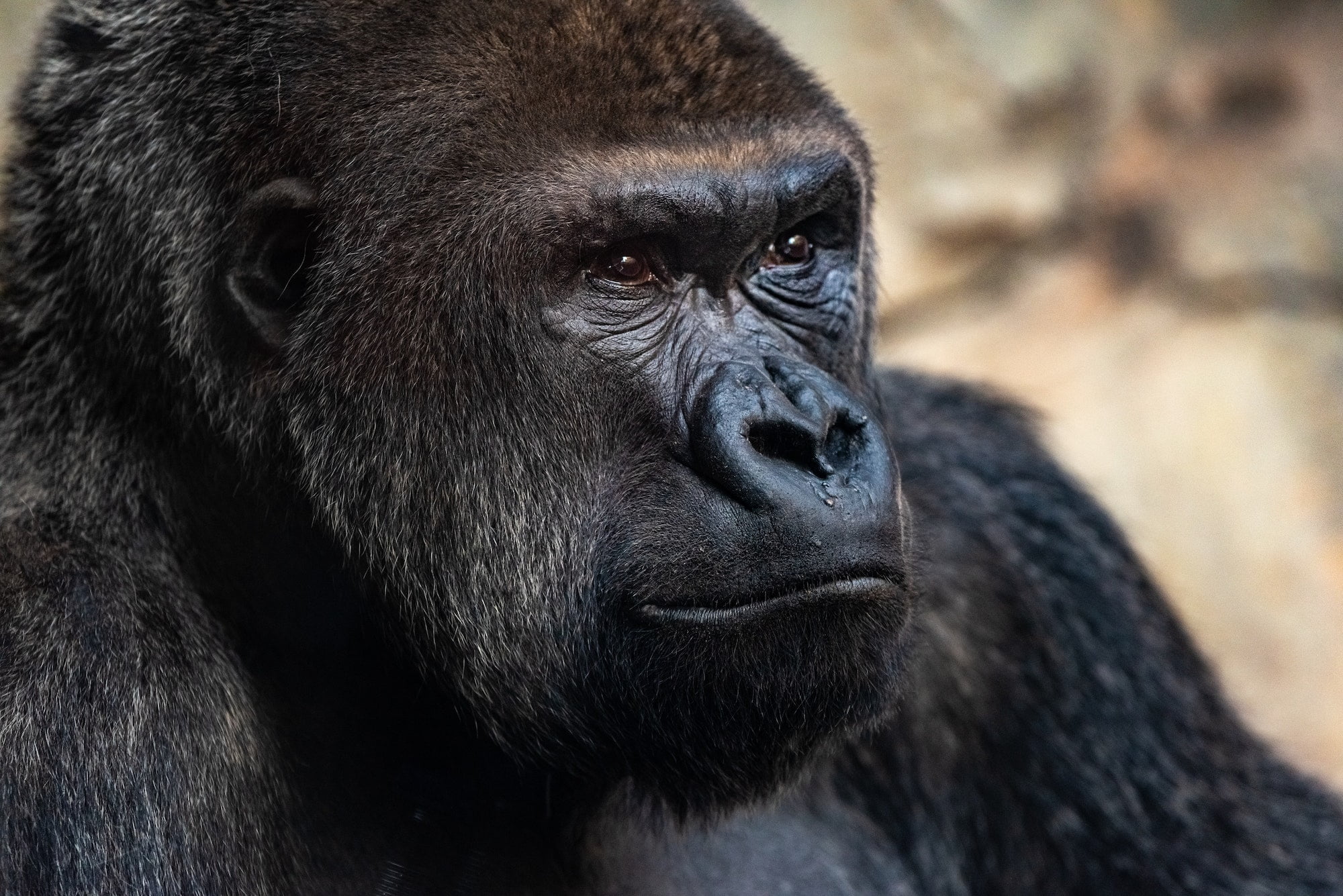 Gorila. Foto por Envato