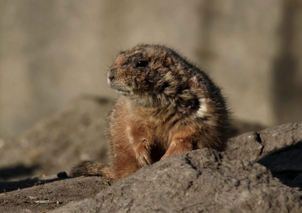 ANIMALES MAMÍFEROS » Un mundo de posibilidades Mammal prairie hound