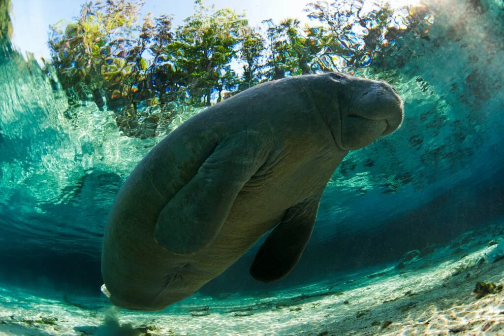 ANIMALES MAMÍFEROS » Un mundo de posibilidades Manatee swimming in tropical water