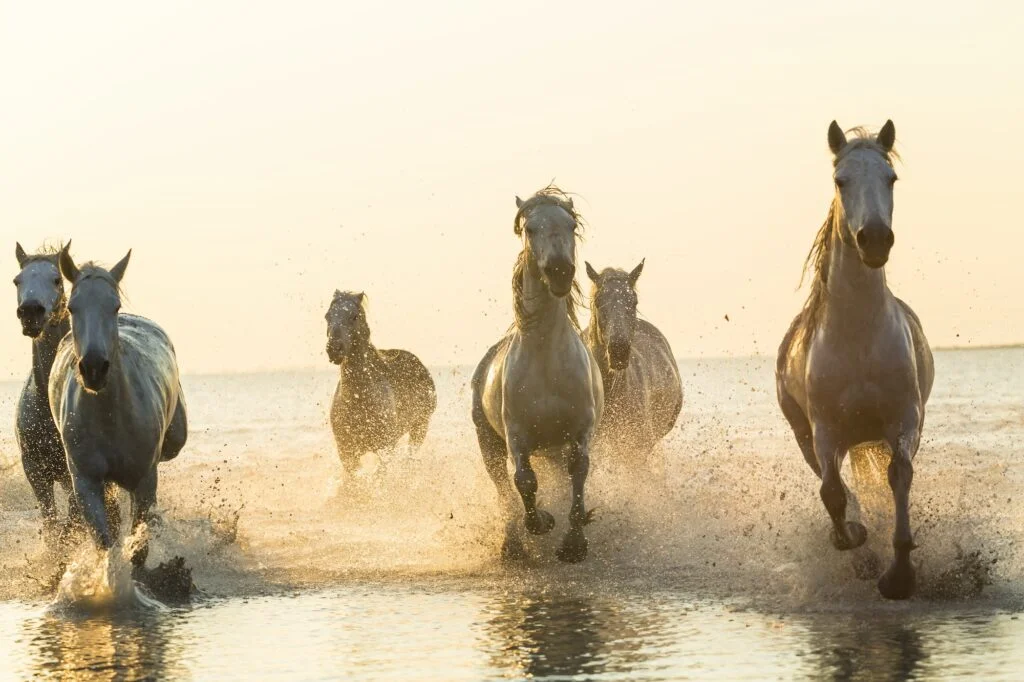 TAXONOMÍA DE LOS CABALLOS » Descripción completa Medium group of white horses running in the ocean.