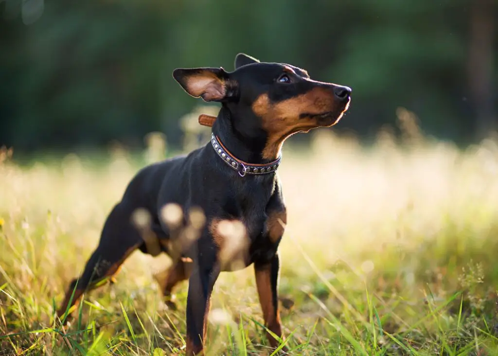 PINSCHER ENANO » Origen, Características, Cuidados Cumbre Pueblos